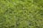 A lush green lawn with vibrant and evenly spread grass blades. The grass appears healthy and well-maintained, reflecting sunlight which gives it a bright and fresh appearance.