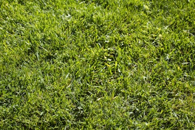A freshly mowed lawn with vibrant green grass and neat edges.