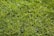 A lush green lawn with vibrant and evenly spread grass blades. The grass appears healthy and well-maintained, reflecting sunlight which gives it a bright and fresh appearance.