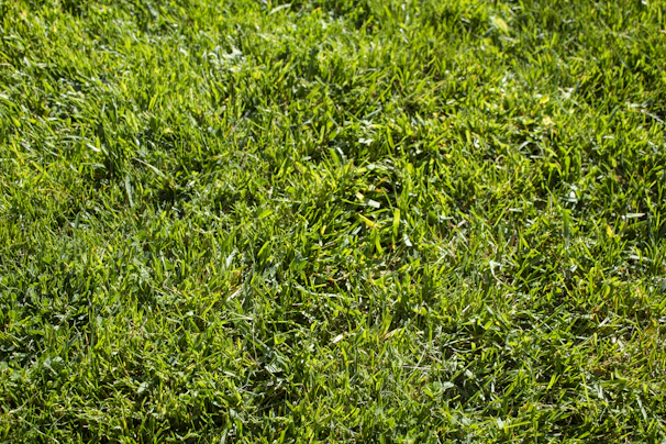 A vibrant, freshly mowed lawn bathed in sunlight with crisp edges and healthy green grass.