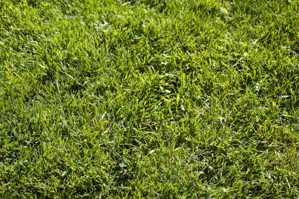 A technician carefully smoothing a vibrant green lawn under a bright blue sky.