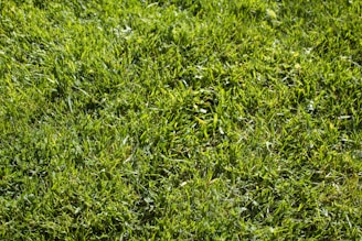 A technician carefully smoothing a vibrant green lawn under a bright blue sky.