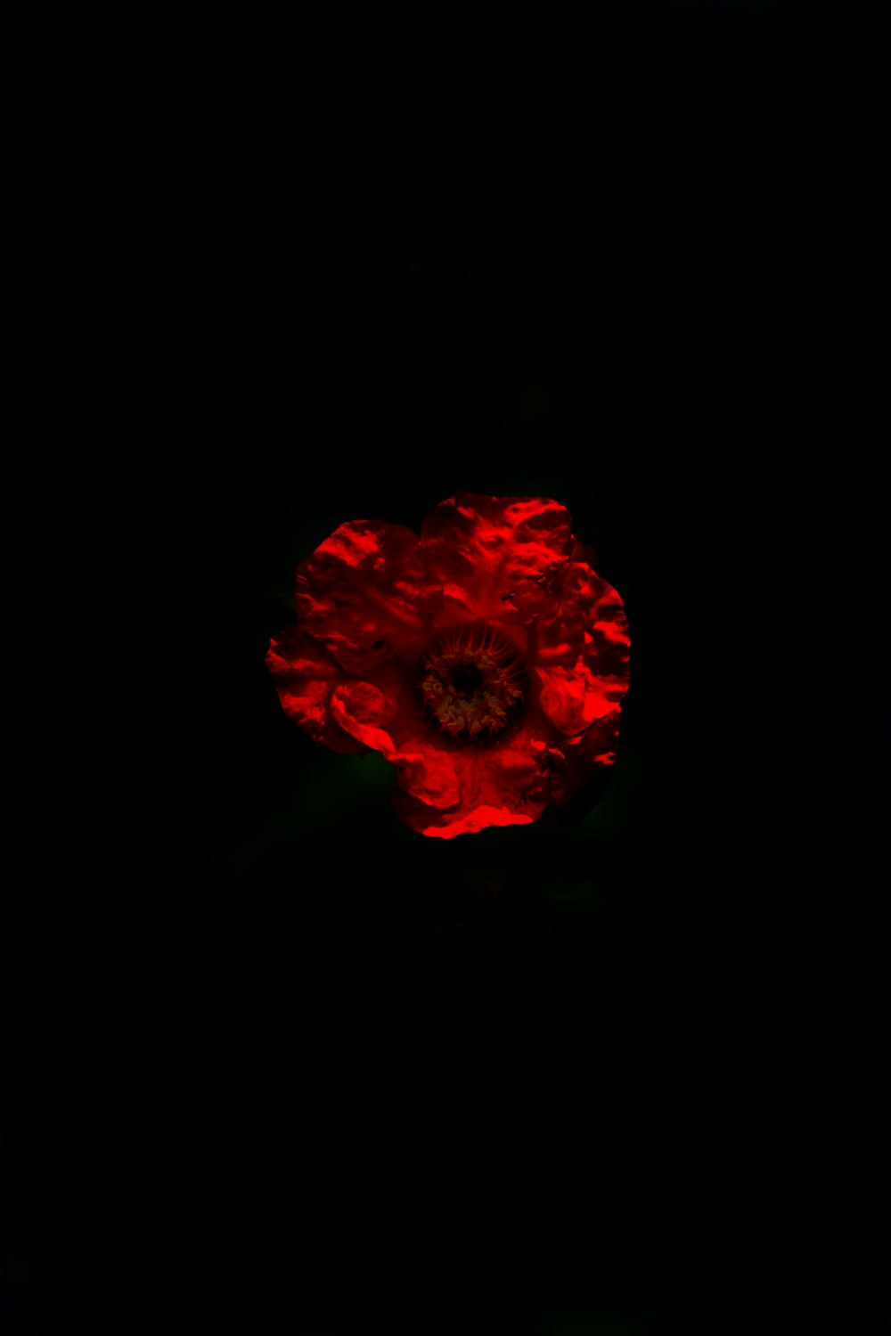 eine rote Blume im Dunkeln auf schwarzem Hintergrund