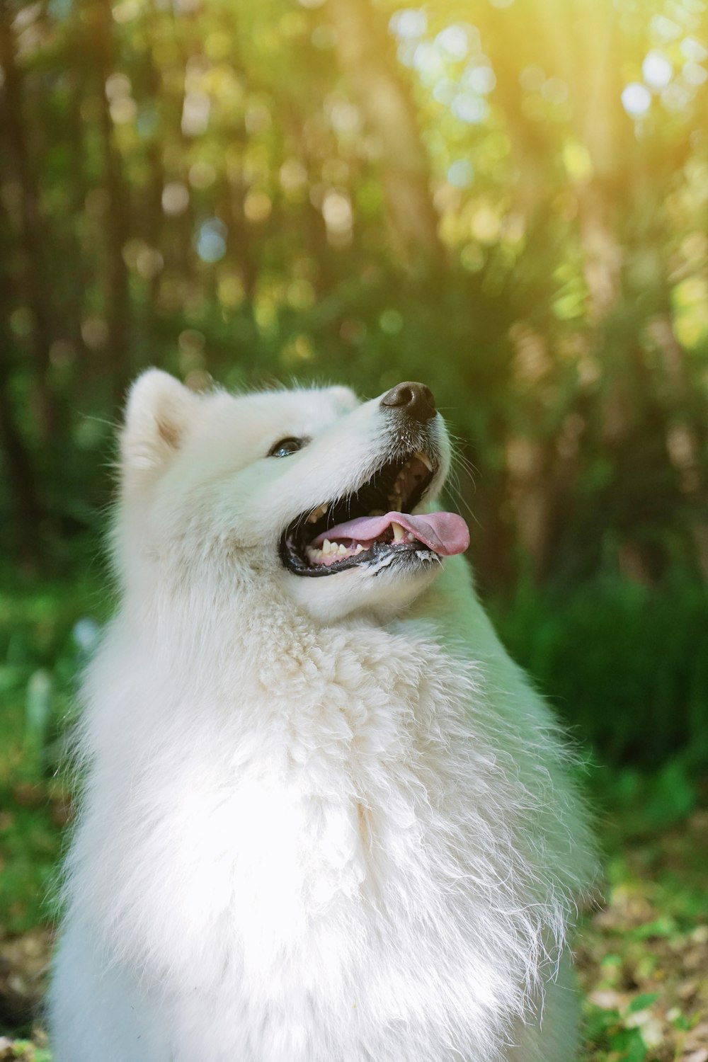 Cão branco de pelo curto no campo verde