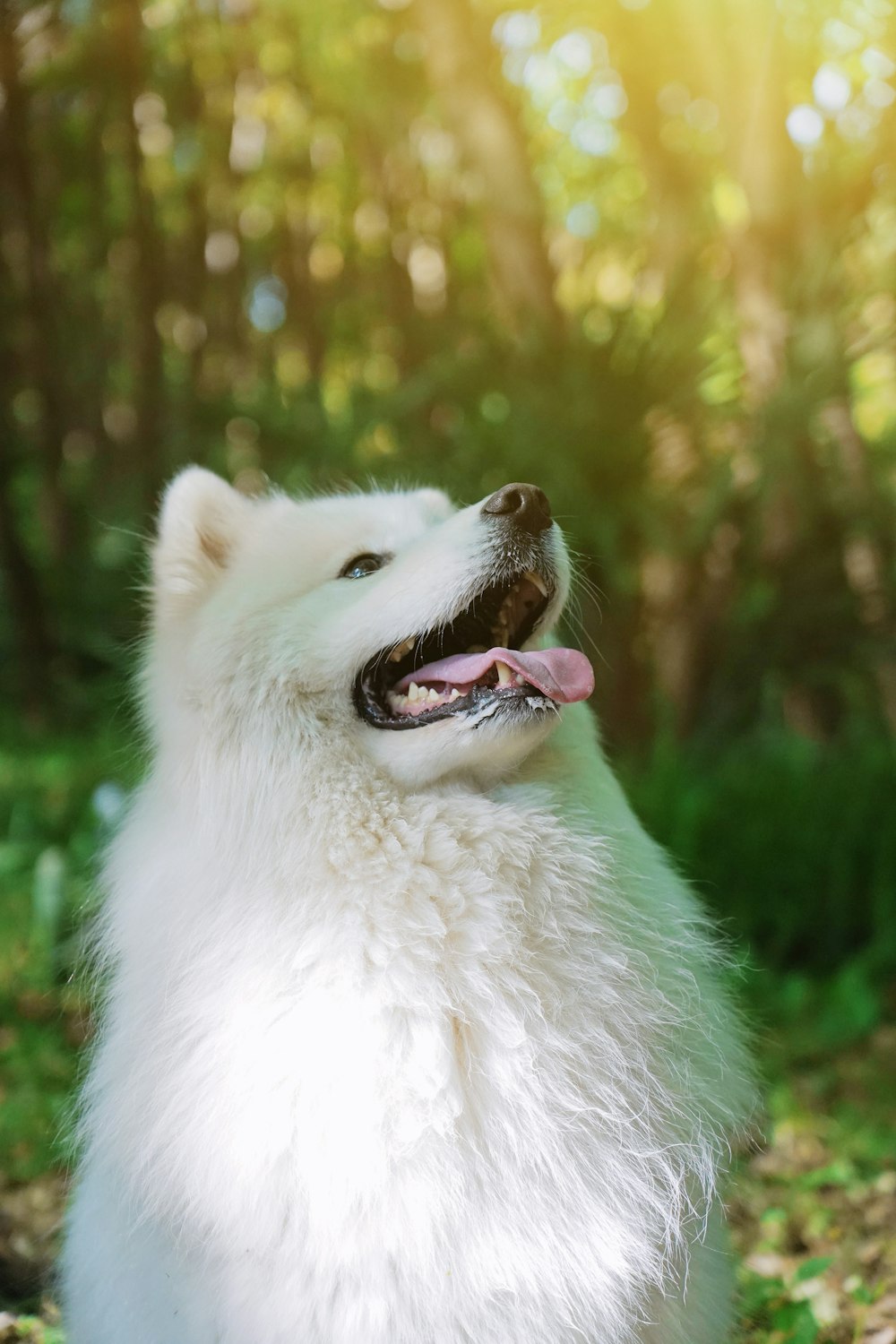 緑の野原に短いコートの白い犬