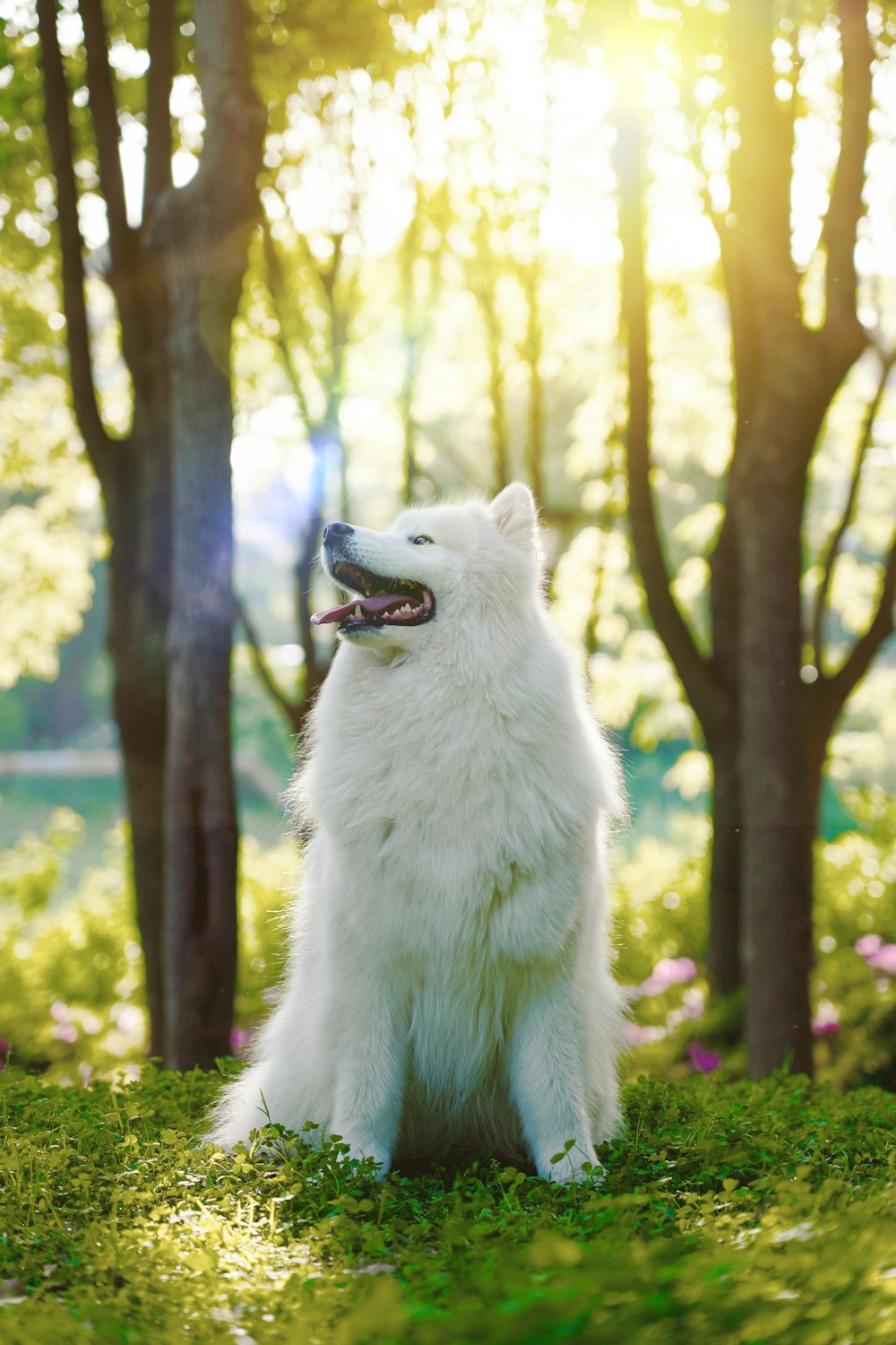 ロングコートの白い犬