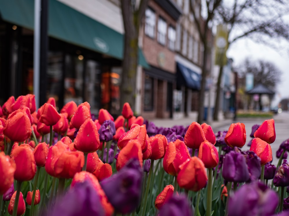 shallow focus photo of red and purple flowers