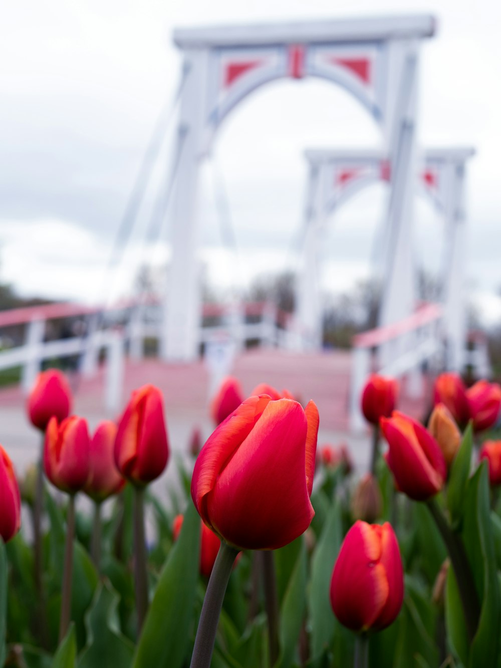 shallow focus photo of red flowers