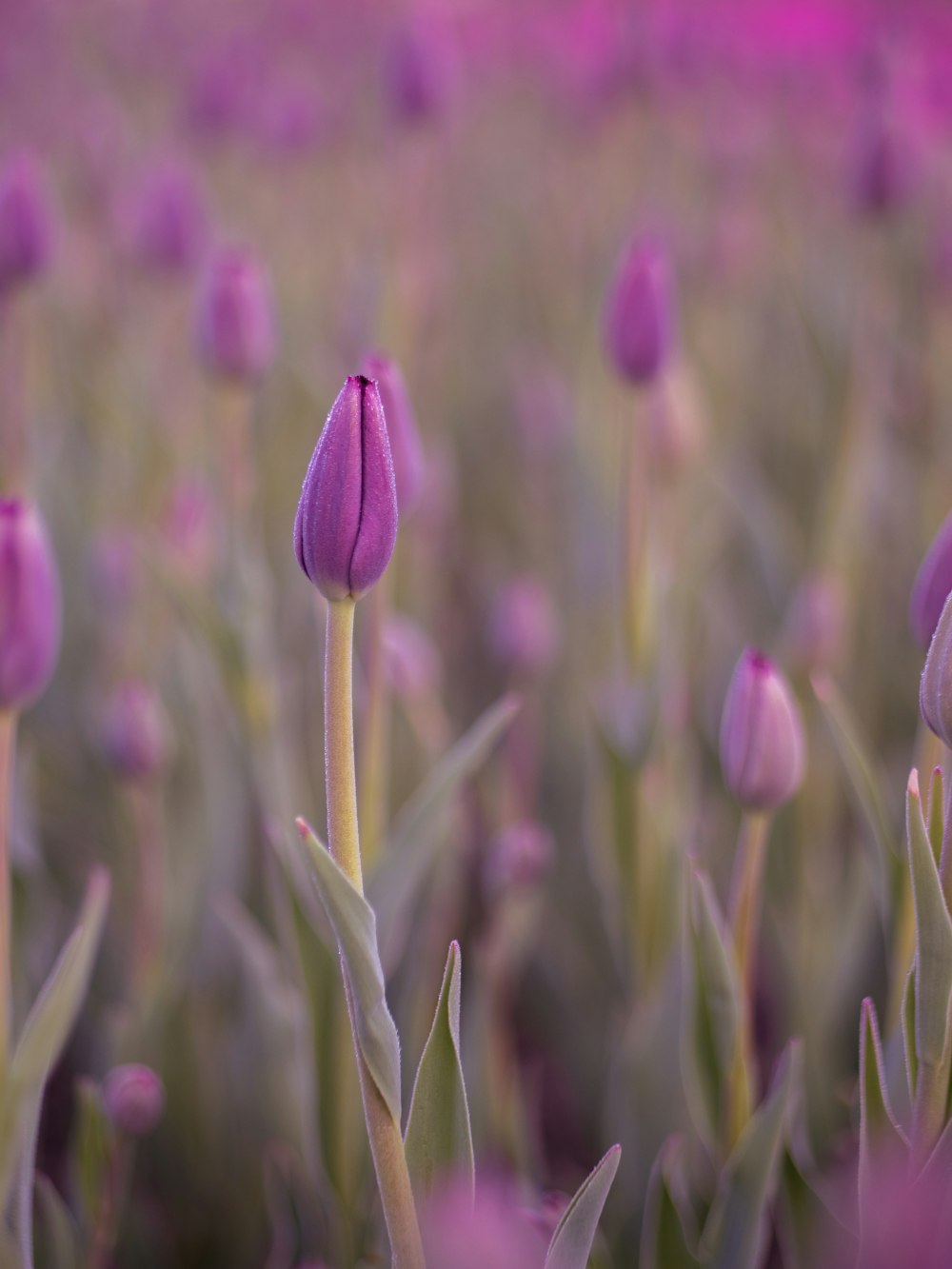 Fotografia de foco selecionado de tulipa roxa