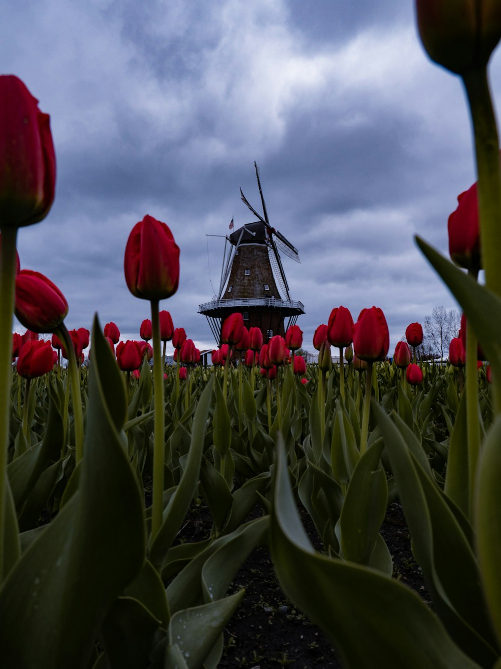 Tulipanes rojos cerca de un molino de viento