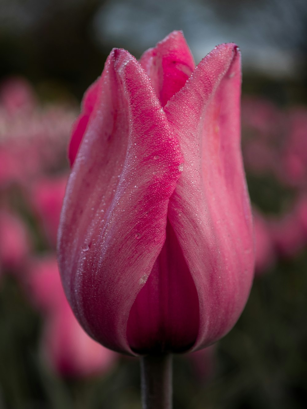 um close up de uma flor rosa com gotículas de água sobre ela