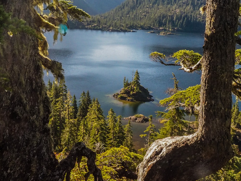 lake surrounded by pine forest