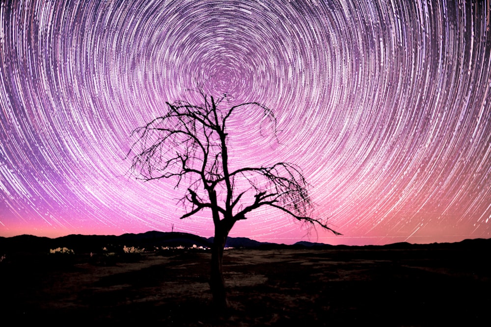 silhouette of tree under starry night