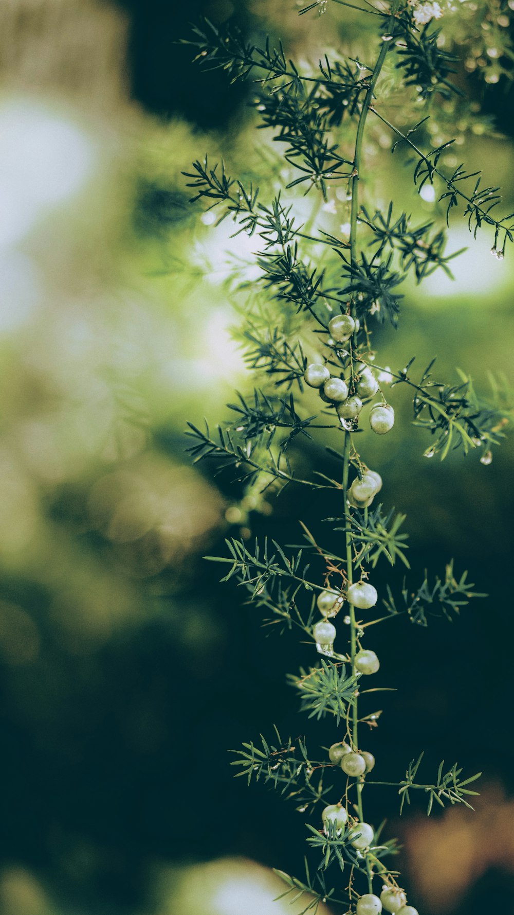 close-up photo of green leaf plant