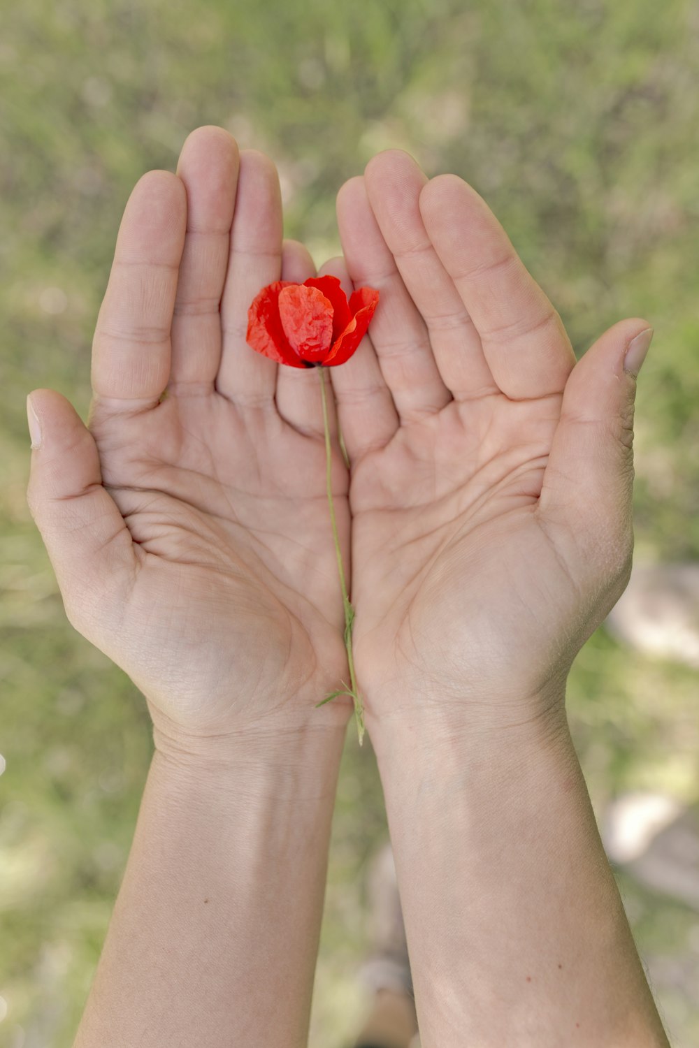 red poppy flower