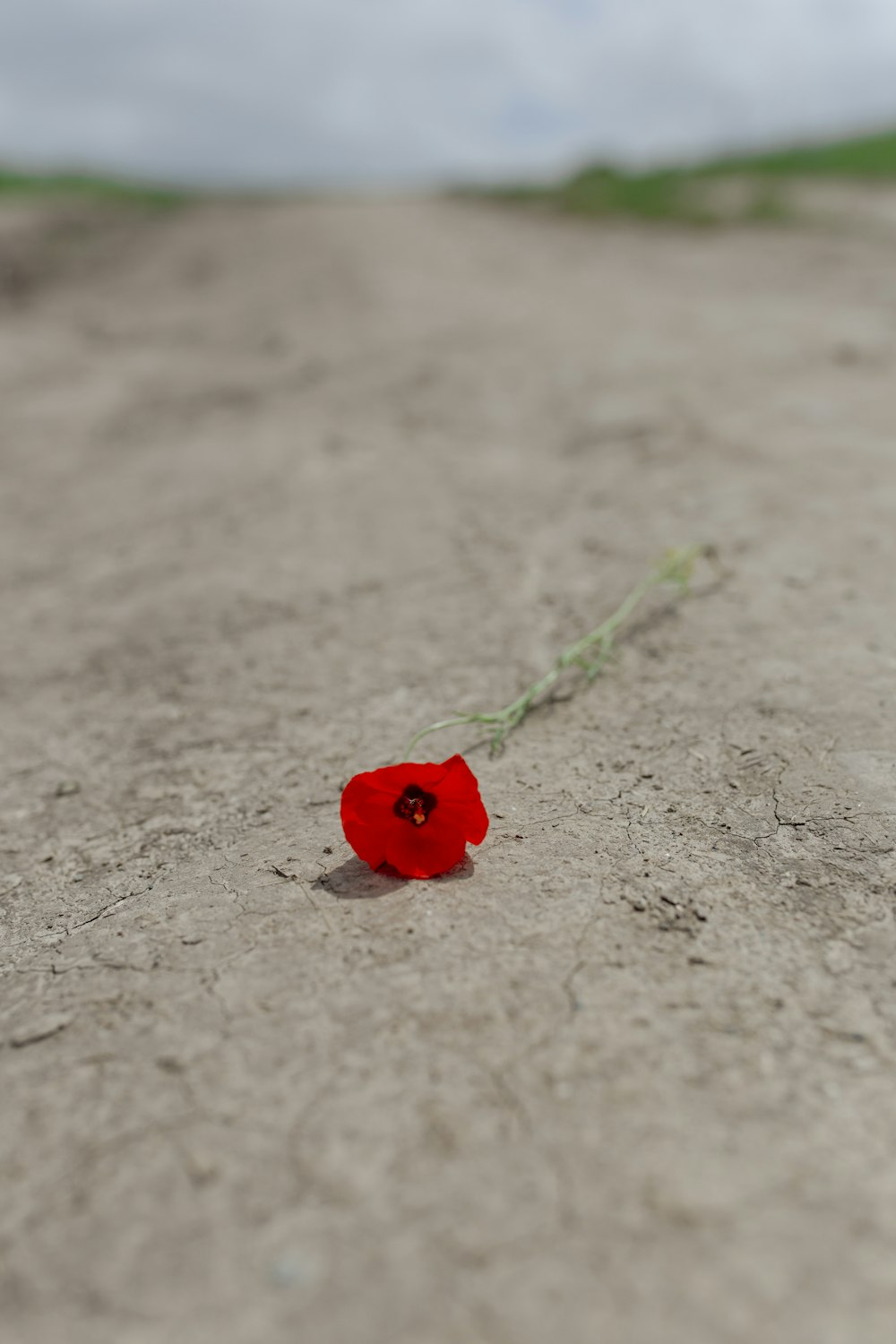 red flower on gray surface