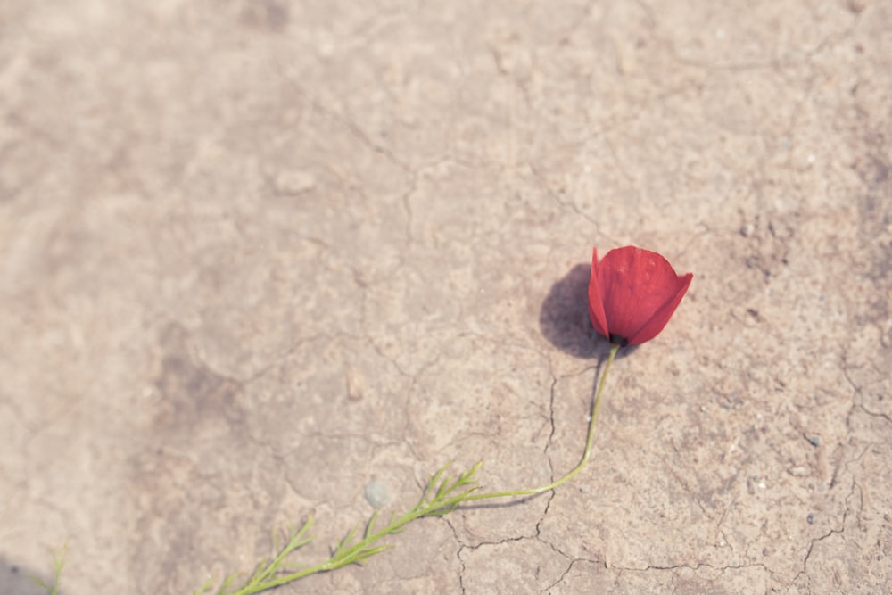 red rose on ground