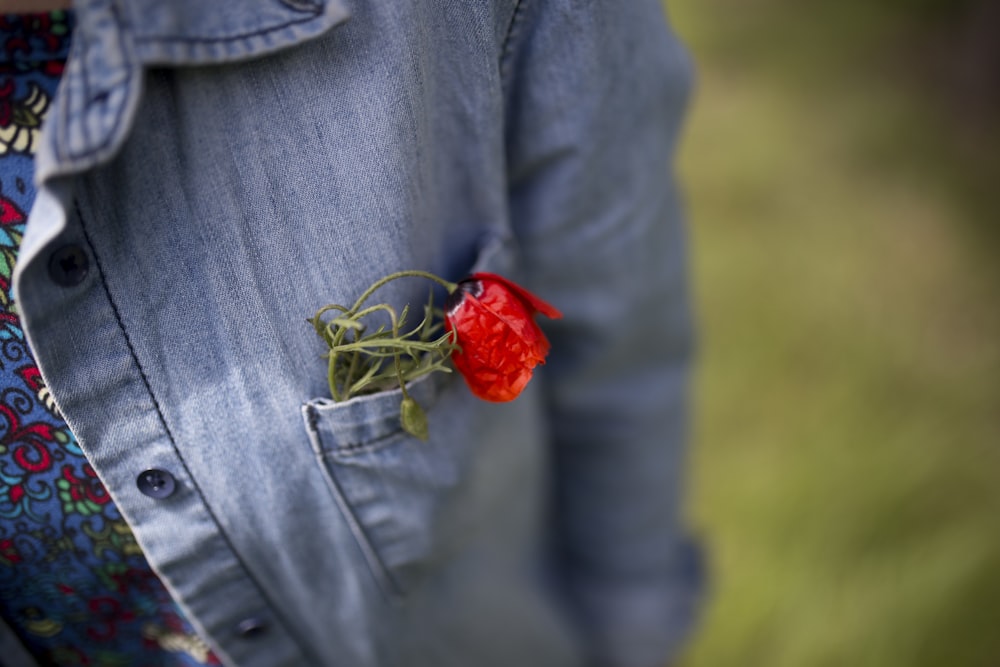 red rose in blue denim jacket pocket
