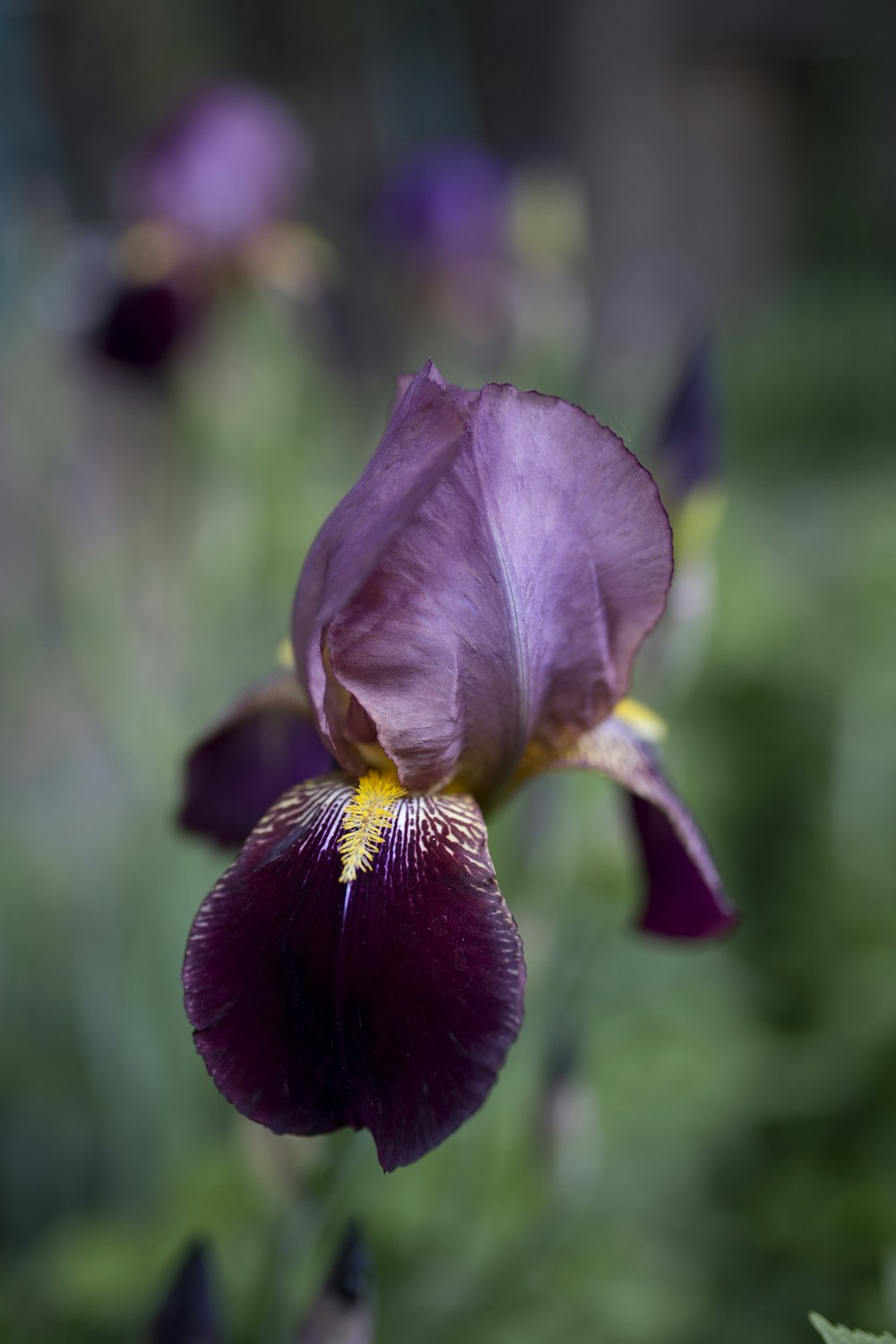 selective focus photography of purple orchid flower