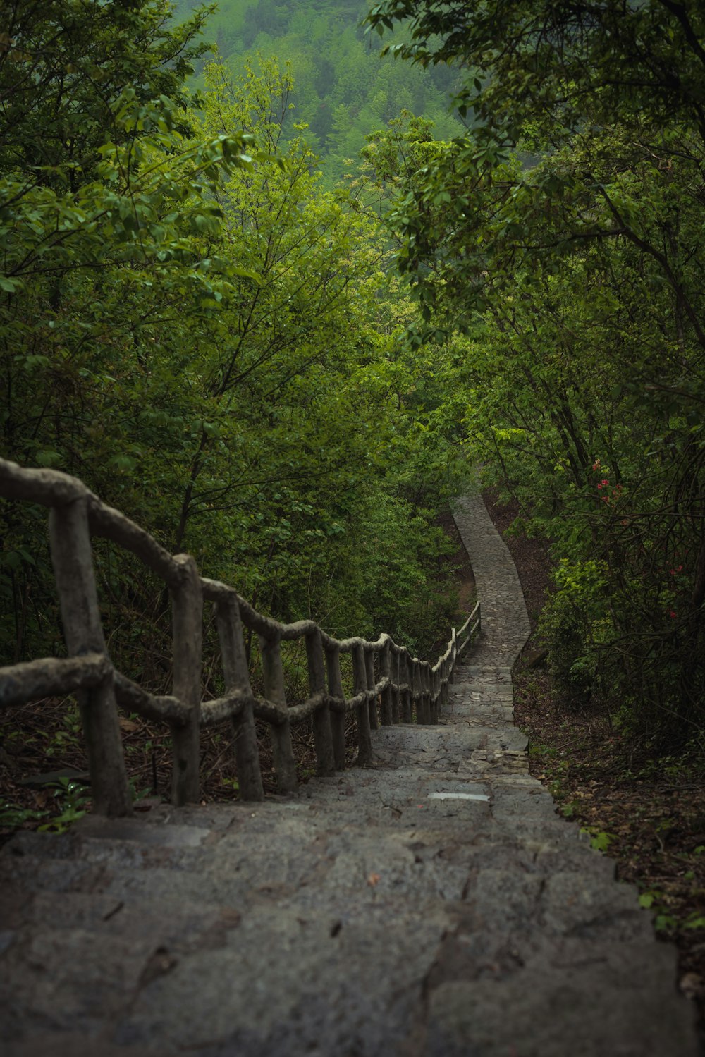 staircase surrounded by trees