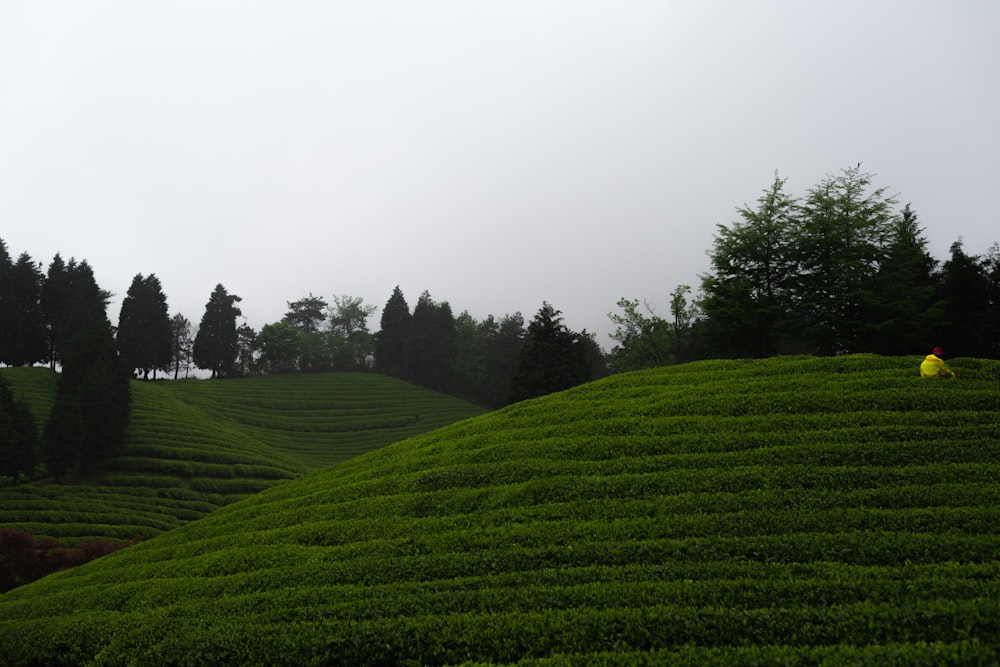 green grass and trees