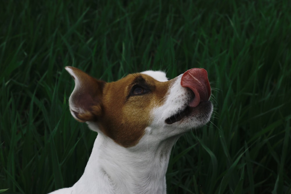 short-coated white and brown dog