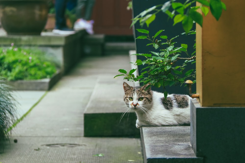 white and gray cat lying on concrete surface