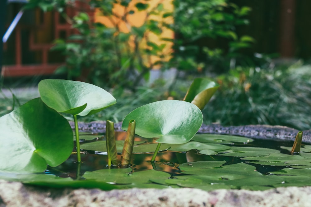 green-leafed plant in body of water