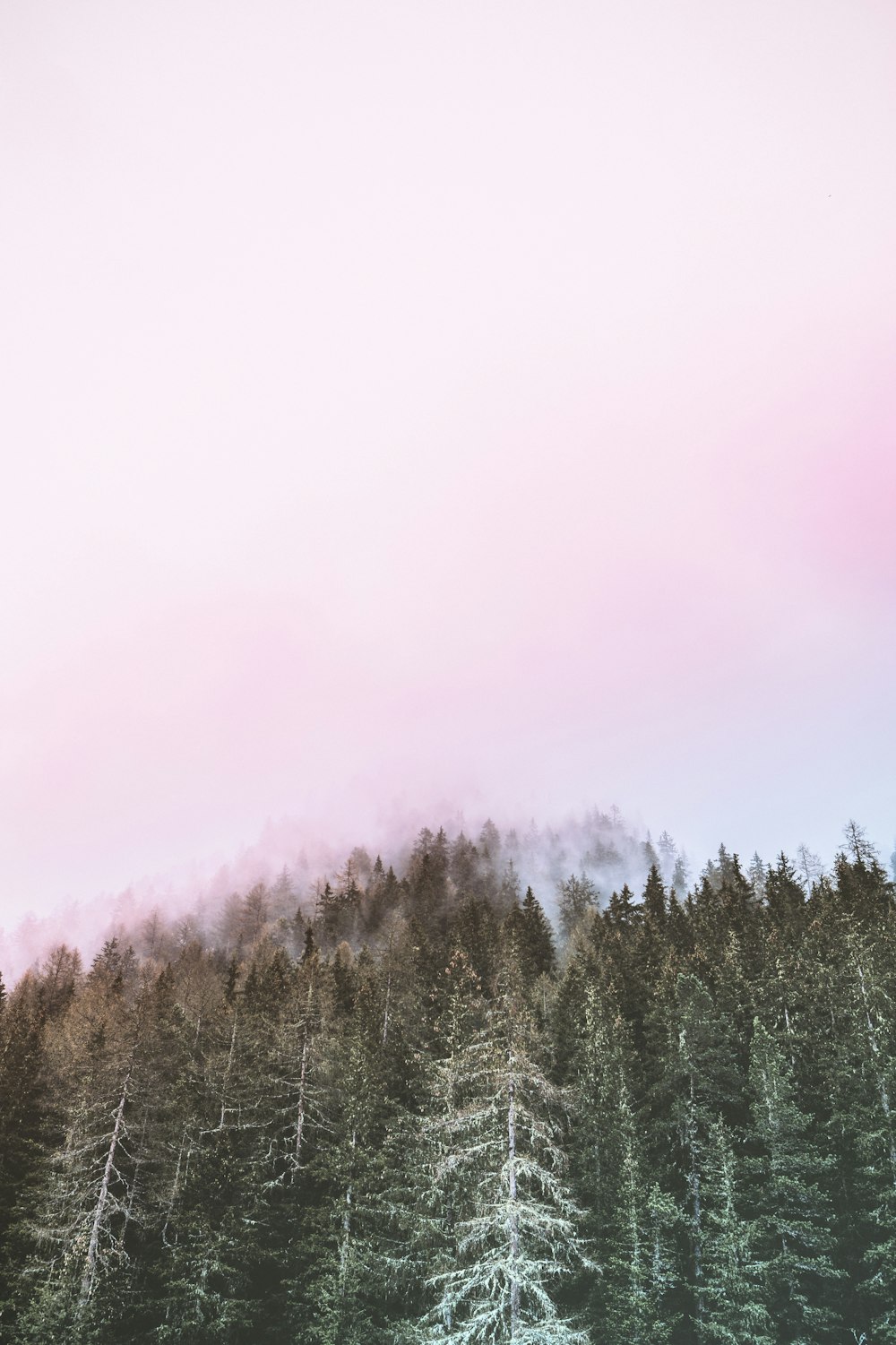 low-angle photography of forest under white sky