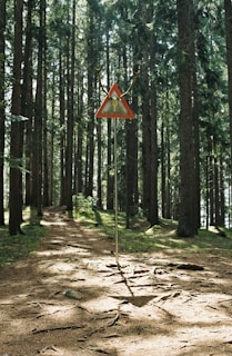 A forest scene with tall evergreen trees casting shadows on the ground. A triangular road sign with antlers attached is mounted on a pole, standing amidst the trees.