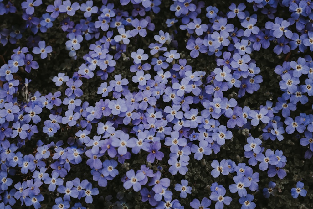 field of purple flowers