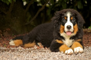 A playful puppy nestled in a pebble-shaped pet bed, surrounded by natural textures and earthy tones.