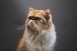 A fluffy Persian cat with a flat face and long whiskers looks to the side against a gray background. Its fur is a mix of orange and white, creating a striking contrast.