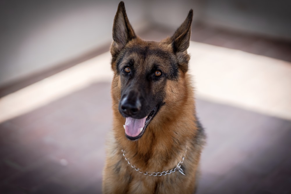 adult black and tan German Shepherd in close-up photography