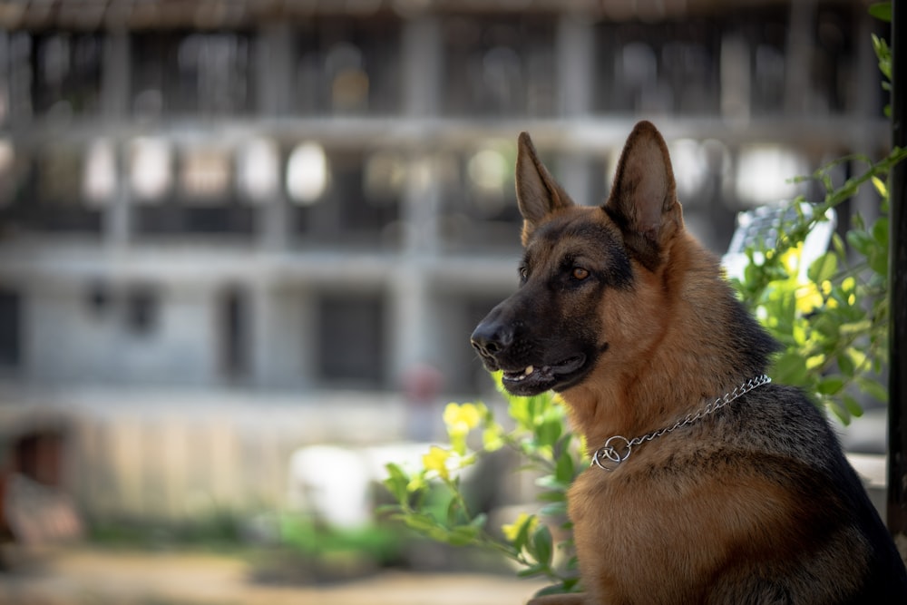 adult German shepherd beside green leaves