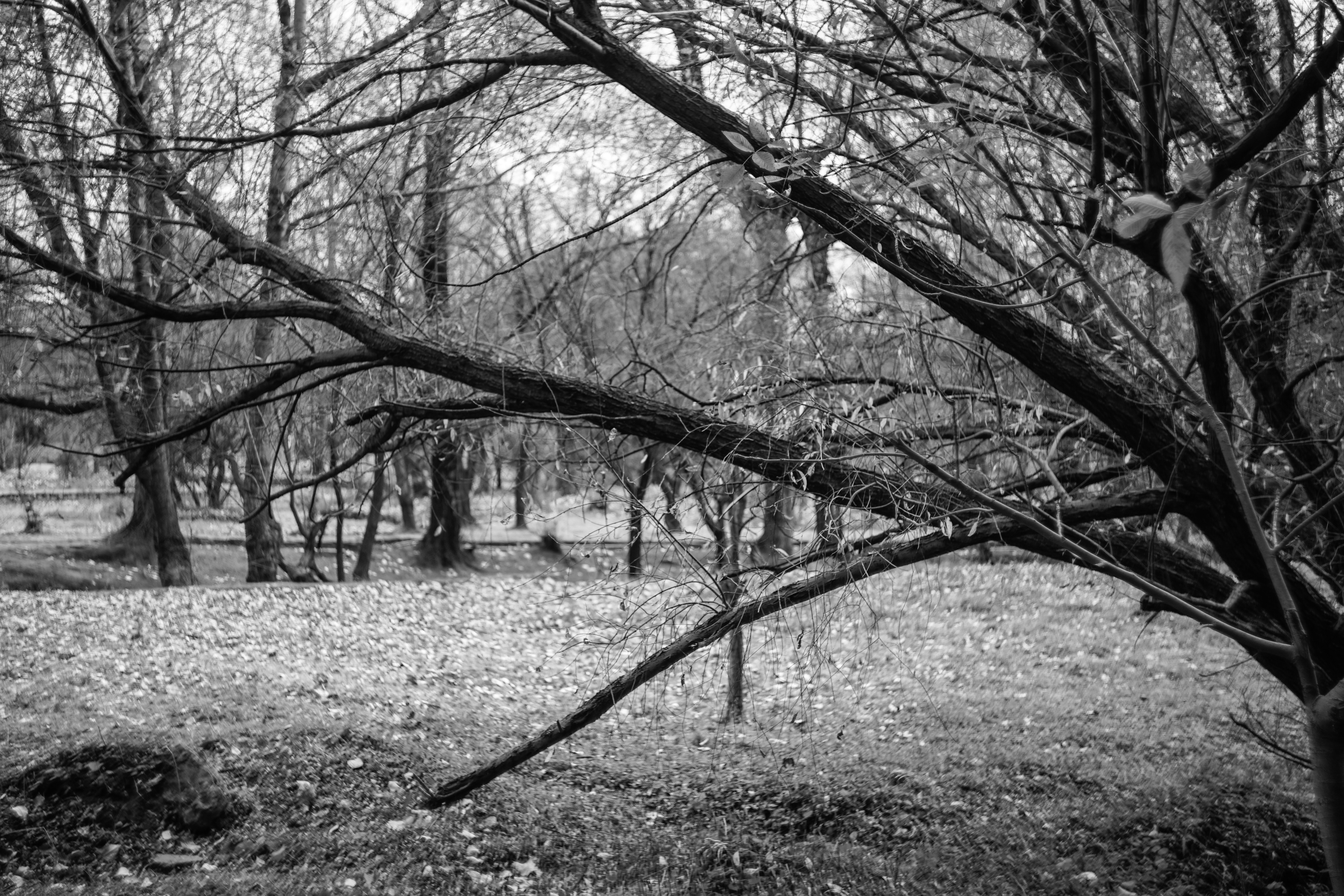 Photo by invisibledragon