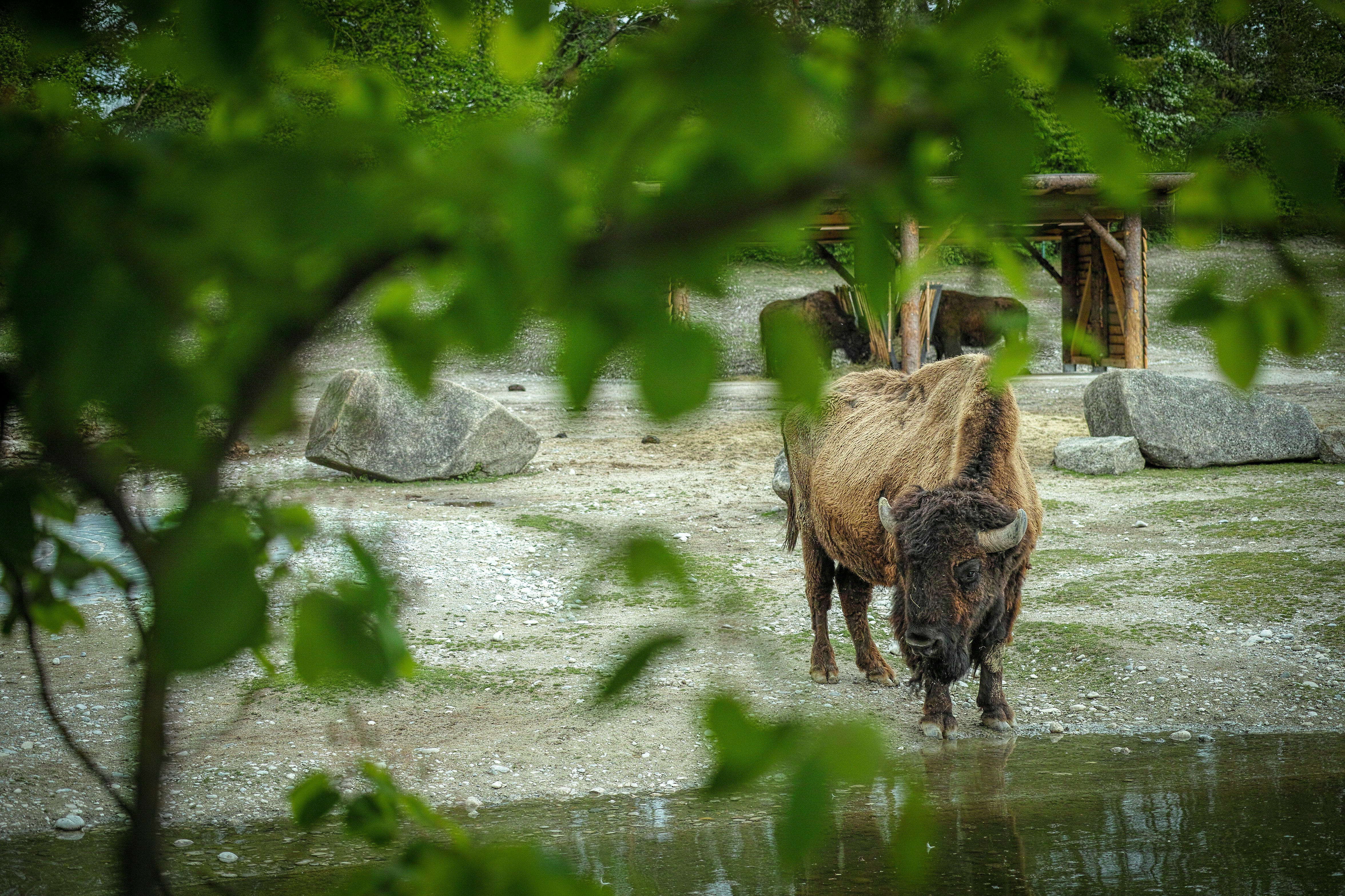 brown animal drinking water from lake