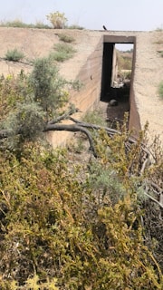 A concrete structure resembling a bunker or tunnel entrance is partially covered by wild vegetation. The environment appears dry and arid, with various shrubs and plants growing around the structure. There is a view through the doorway to the open landscape beyond.