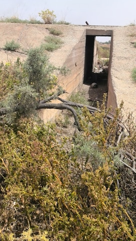 A concrete structure resembling a bunker or tunnel entrance is partially covered by wild vegetation. The environment appears dry and arid, with various shrubs and plants growing around the structure. There is a view through the doorway to the open landscape beyond.