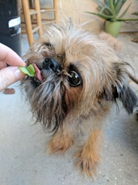 A small, fluffy dog is being fed a leafy green by a hand. The dog has a scruffy coat and expressive eyes, with its tongue out, eagerly reaching for the treat. Surroundings include a concrete floor, a wooden chair, and a green potted plant in the background.