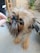 A small, fluffy dog is being fed a leafy green by a hand. The dog has a scruffy coat and expressive eyes, with its tongue out, eagerly reaching for the treat. Surroundings include a concrete floor, a wooden chair, and a green potted plant in the background.