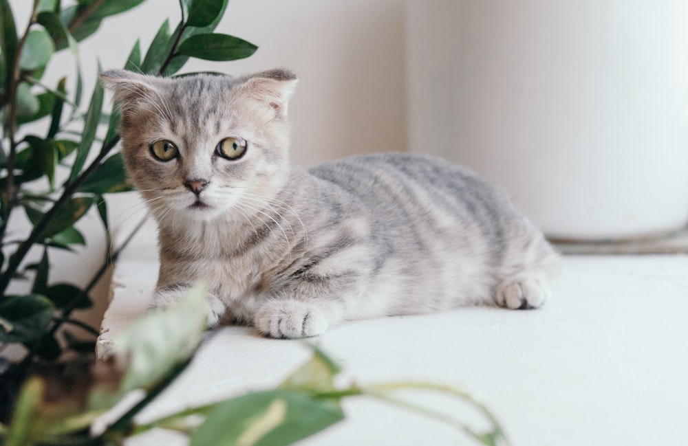 grey tabby kitten beside green-leafed plant