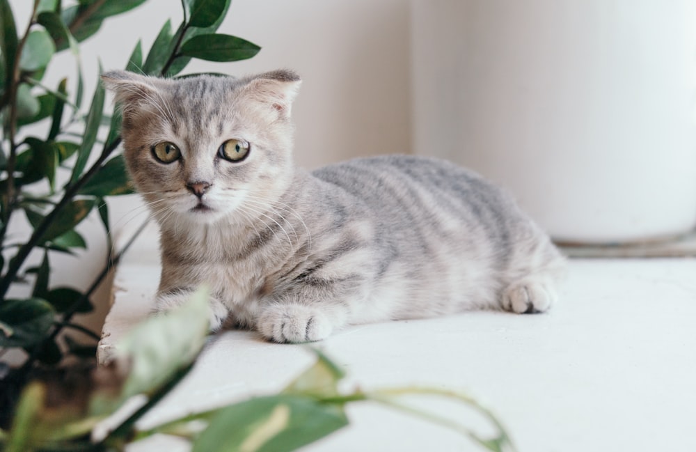 gattino soriano grigio accanto alla pianta a foglia verde