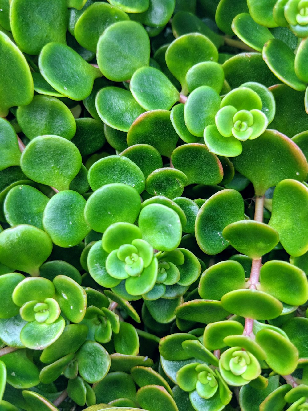close-up photography of succulent plant