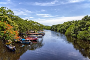 boats docked beside trees on river
