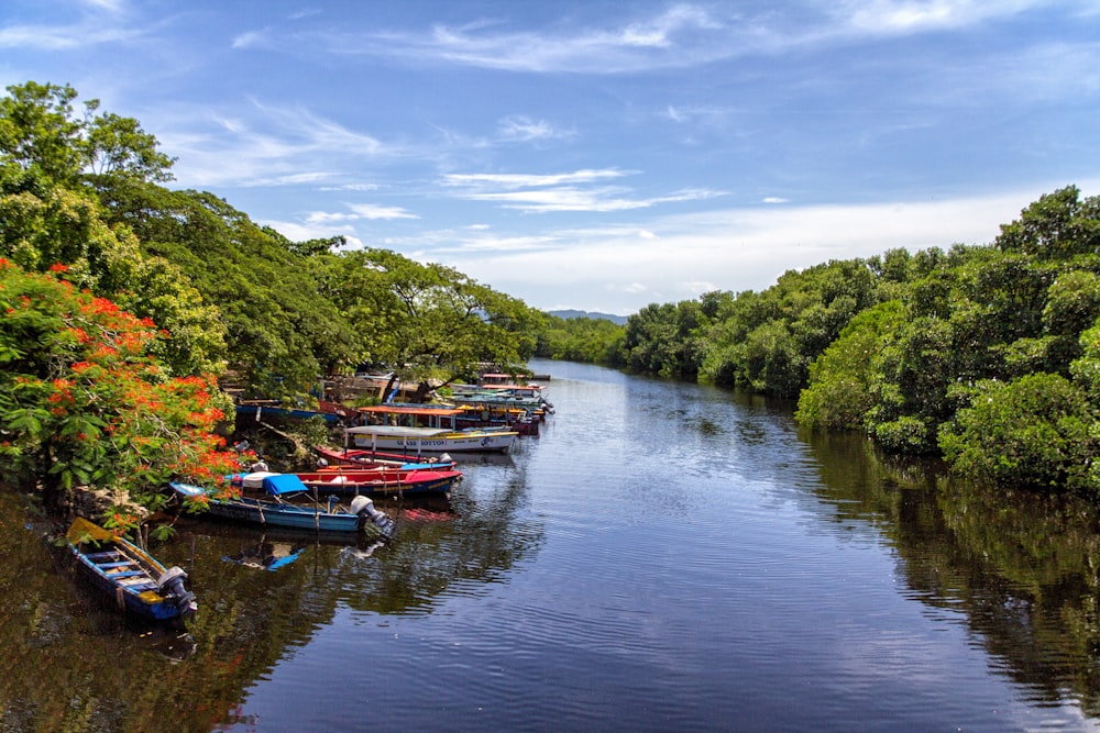 boats docked beside trees on river