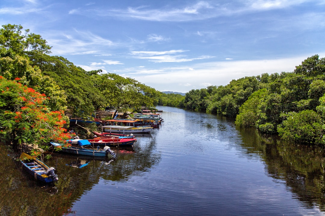 boats docked beside trees on river,