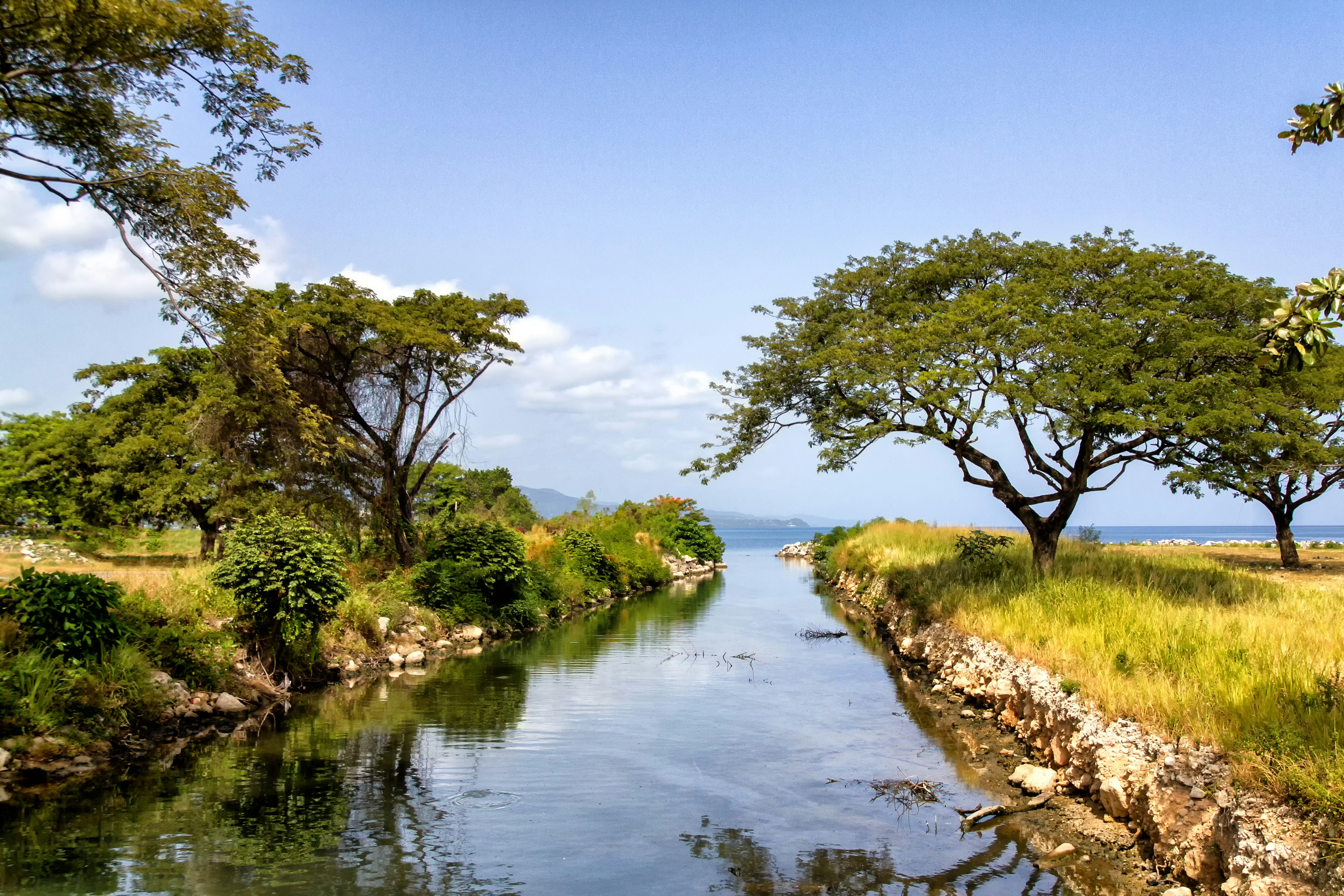 green-leafed tree near river during daytime jamaica zoom background