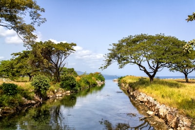 green-leafed tree near river during daytime jamaica zoom background