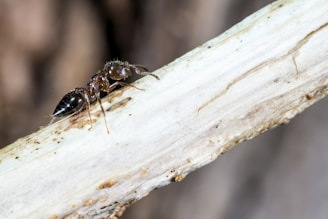 Close-up of an ant crawling on a kitchen countertop with a blurred background.